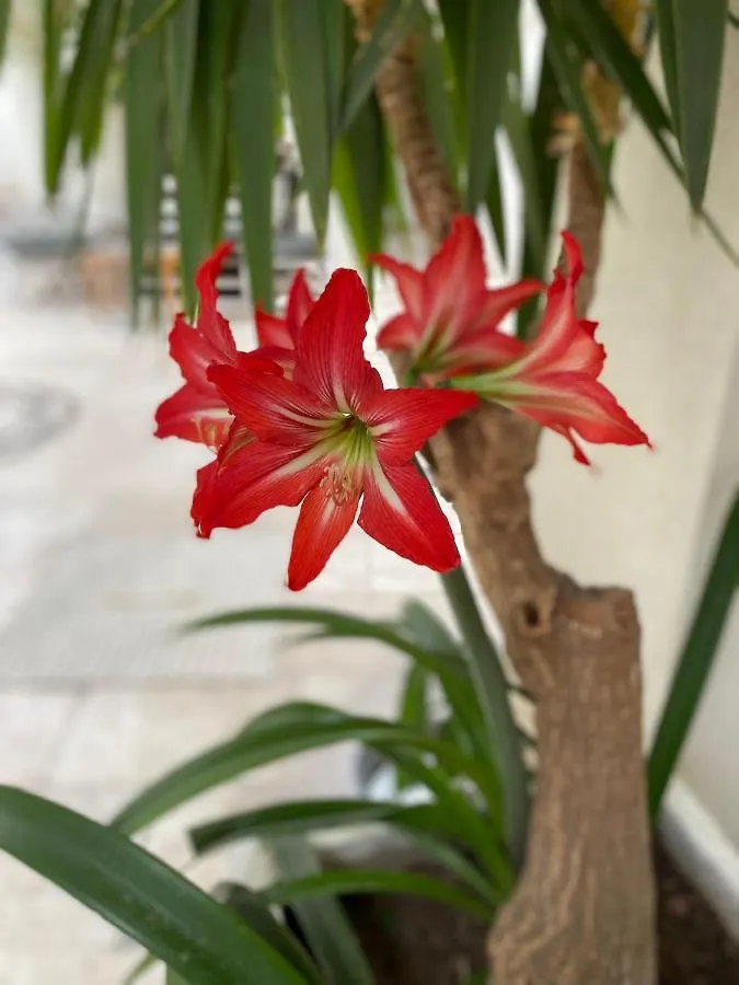 מלון דירות בודרום Karayel Apart Hotel
